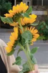 丁克三年，发现了老公的结扎报告番外+无删减